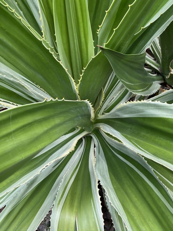Vegetation, Pflanzen-Stammzellen, Blatt, Natur, Gr. Wallpaper in 1536x2048 Resolution