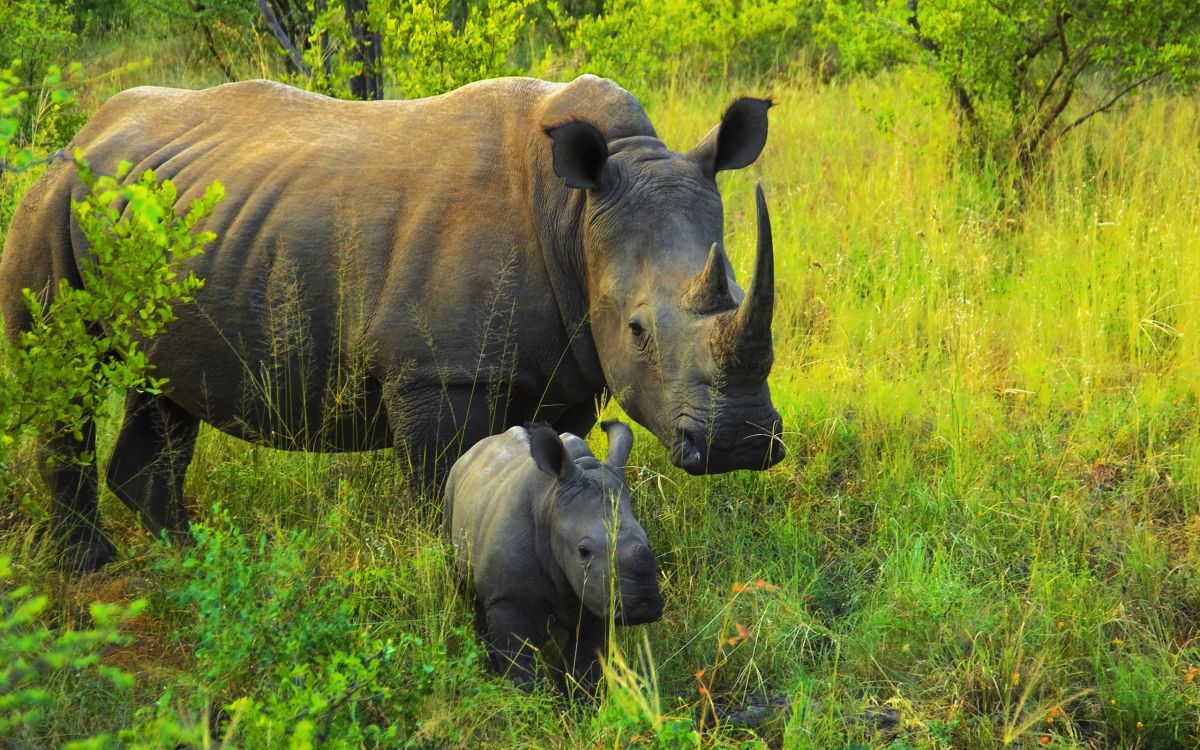 Black Rhinoceros on Green Grass Field During Daytime. Wallpaper in 2560x1600 Resolution