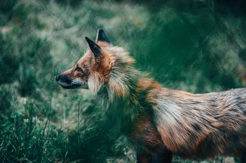 Image brown fox on green grass during daytime