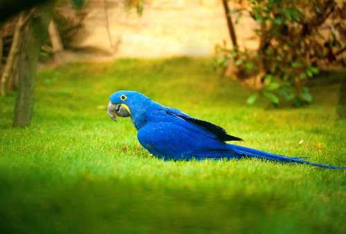 Image blue and green parrot on green grass during daytime