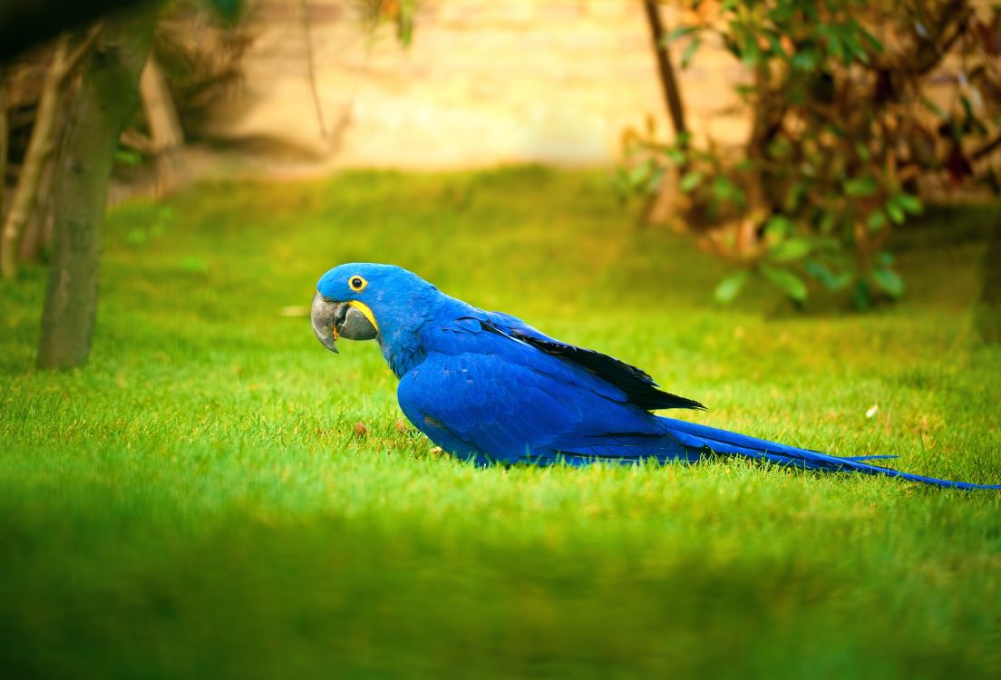 blue and green parrot on green grass during daytime