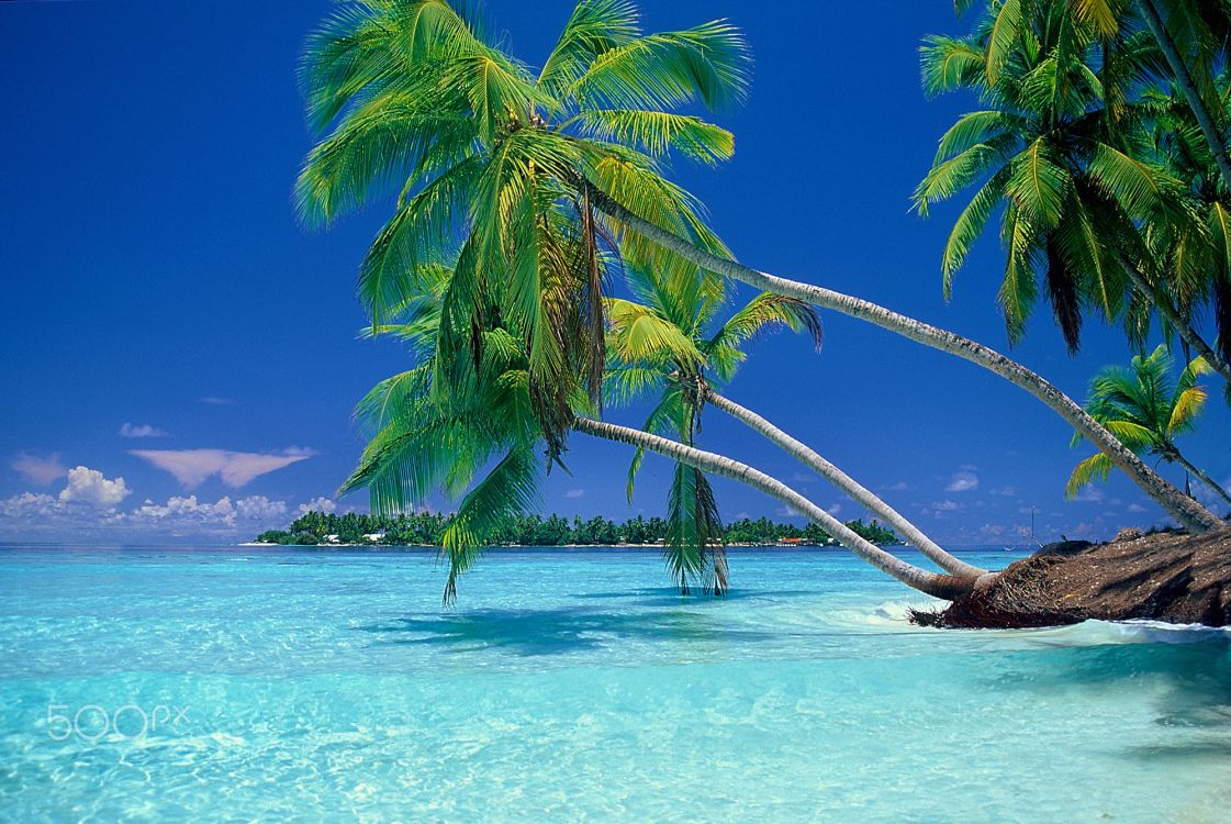 Grüne Kokospalme Auf Blauem Meer Unter Blauem Himmel Tagsüber. Wallpaper in 2000x1337 Resolution