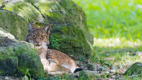 Image brown and white cat on green grass during daytime