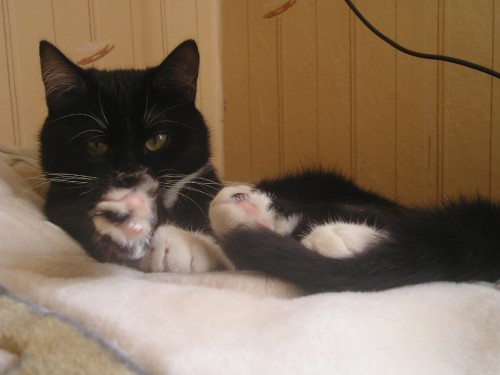 Image tuxedo cat lying on white textile