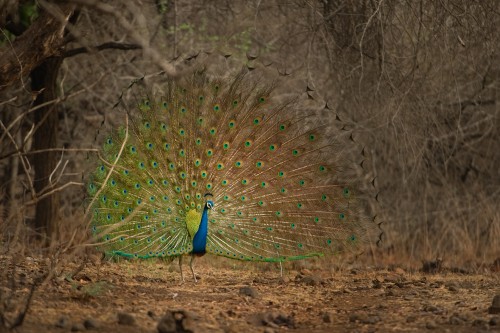 Image peacock on brown soil near bare trees during daytime