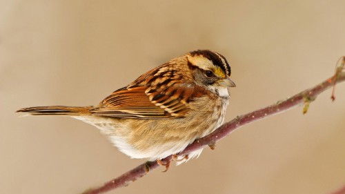 Image brown and white bird on brown tree branch