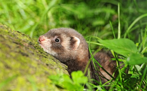 Image brown and white rodent on green moss