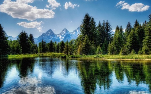 Image green trees near lake under blue sky during daytime