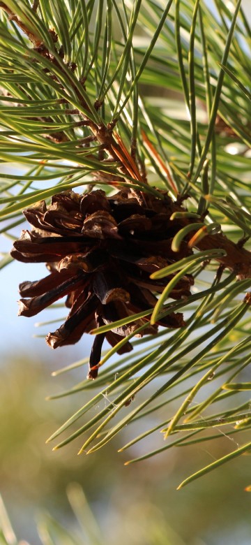 Image brown plant in close up photography
