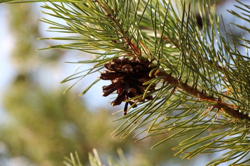 Image brown plant in close up photography