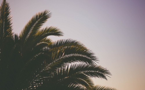 Image green palm tree under white sky