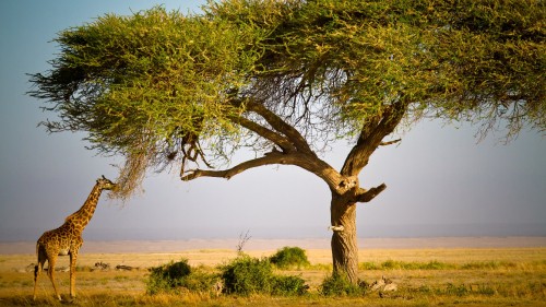 Image brown leafless tree on green grass field during daytime