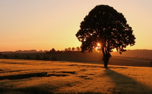 Image green tree on green grass field during sunset