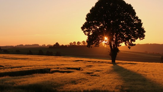 Image green tree on green grass field during sunset