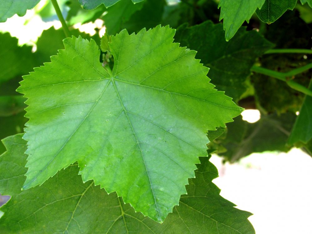 葡萄树叶, 面树的家庭, 工厂, 葡萄家庭, 纹理 壁纸 2048x1536 允许