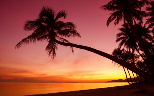 Image palm tree near body of water during sunset