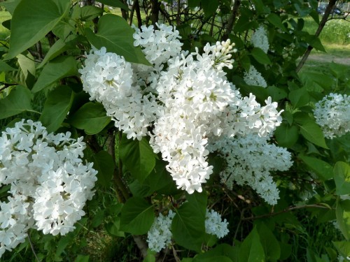 Image white flowers with green leaves