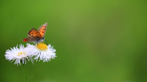 Image brown and black butterfly perched on white flower in close up photography during daytime