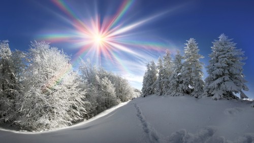 Image snow covered trees under blue sky during daytime