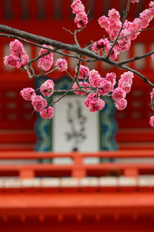 pink cherry blossom tree near red wooden house during daytime