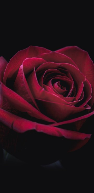 Image red rose in black background