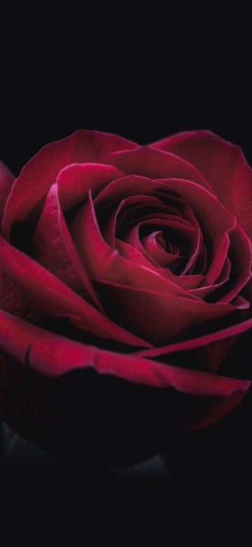 Image red rose in black background