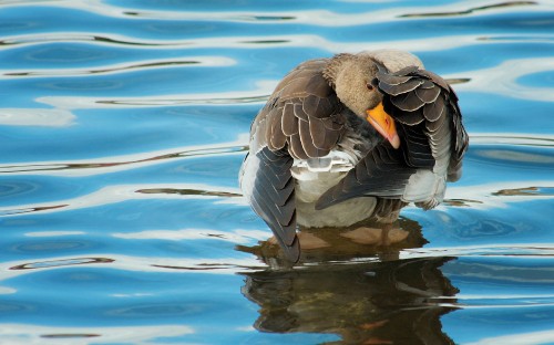 Image brown duck on water during daytime