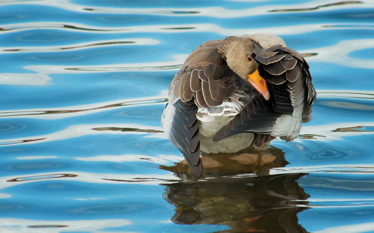 brown duck on water during daytime