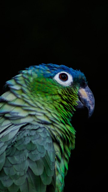 Image green and blue parrot in close up photography