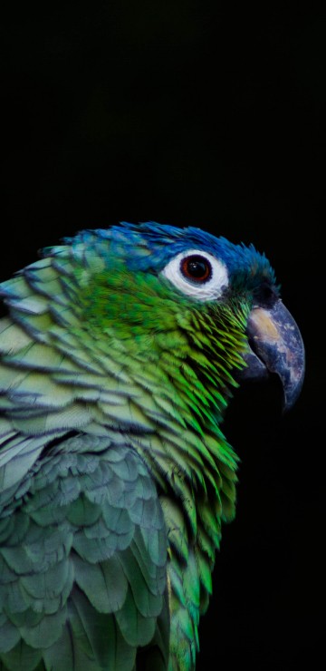 Image green and blue parrot in close up photography