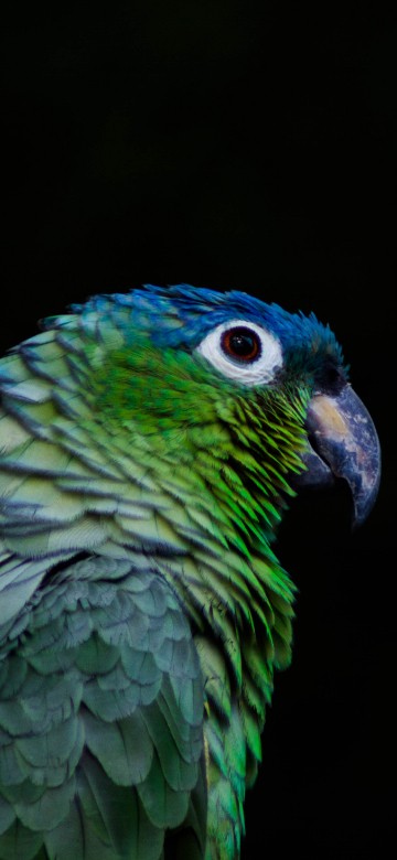 Image green and blue parrot in close up photography
