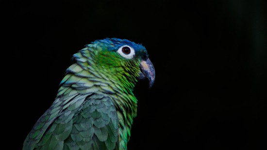 Image green and blue parrot in close up photography