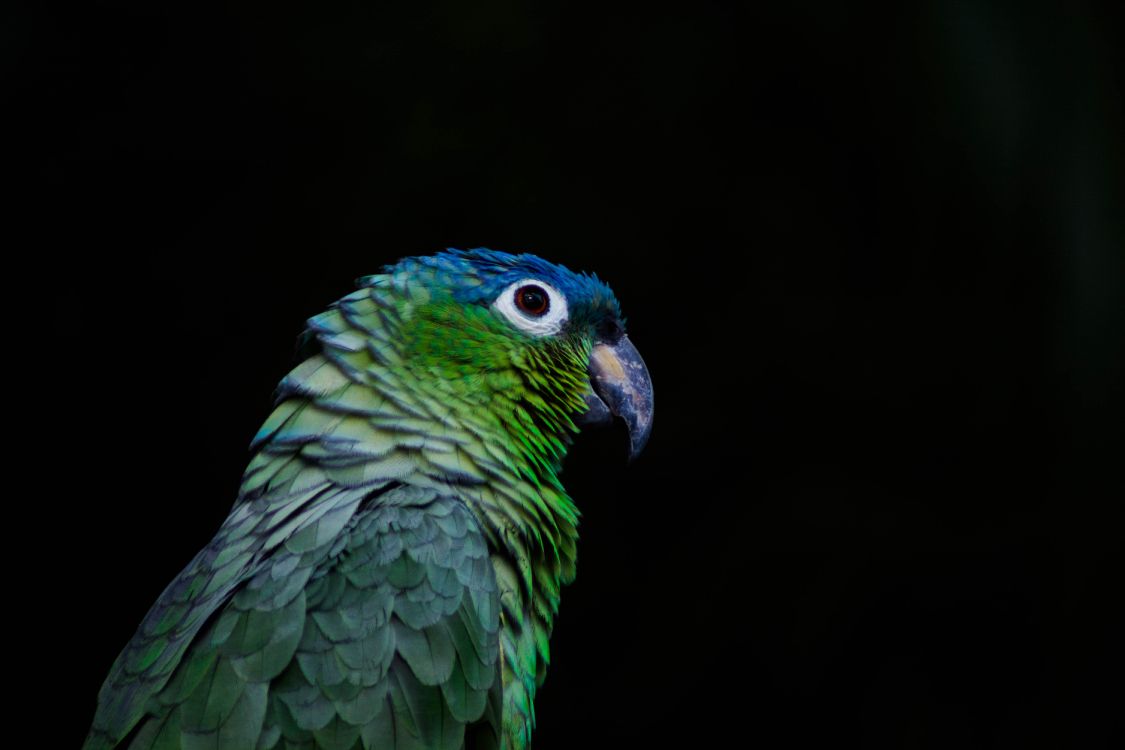 Green and Blue Parrot in Close up Photography. Wallpaper in 6000x4000 Resolution