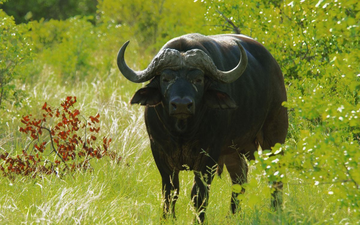 Black Water Buffalo on Green Grass Field During Daytime. Wallpaper in 2560x1600 Resolution