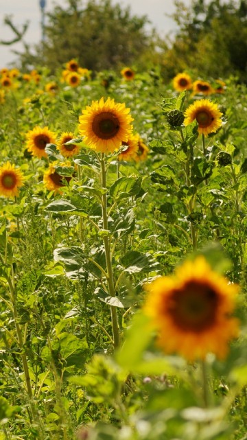 Image sunflower field under white sky during daytime