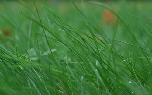 Image water dew on green grass