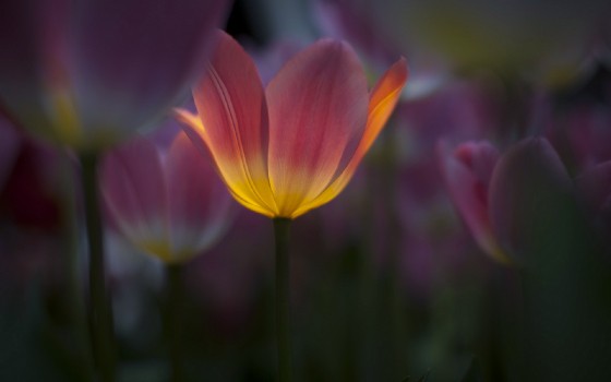 Wallpaper Pink and Yellow Flower in Tilt Shift Lens, Background