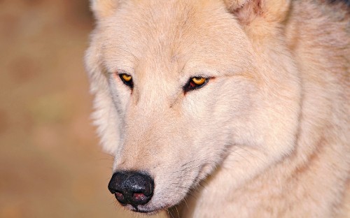 Image white wolf on brown grass field during daytime