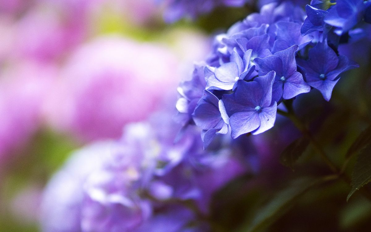 Fleur Violette en Objectif Macro. Wallpaper in 4280x2675 Resolution