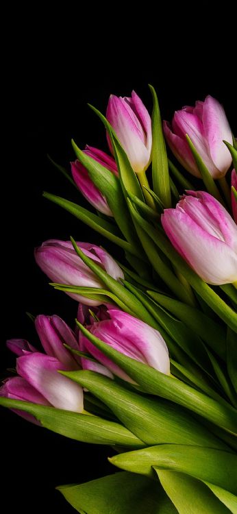 Pétale, Crème, Plante Terrestre, L'arrangement Des Fleurs, Magenta. Wallpaper in 1080x2340 Resolution