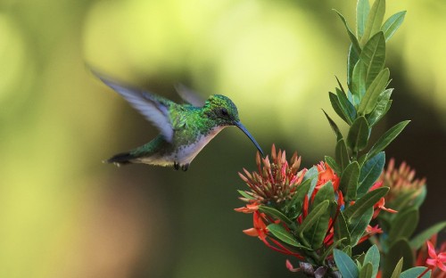 Image green and brown humming bird flying