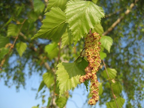 Image green leaf plant during daytime