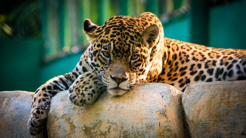 Image brown and black leopard lying on brown tree log during daytime