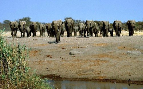 Image elephants on body of water during daytime