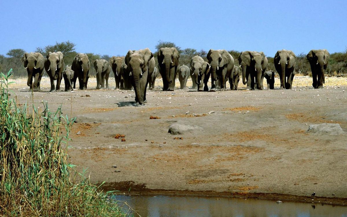 elephants on body of water during daytime