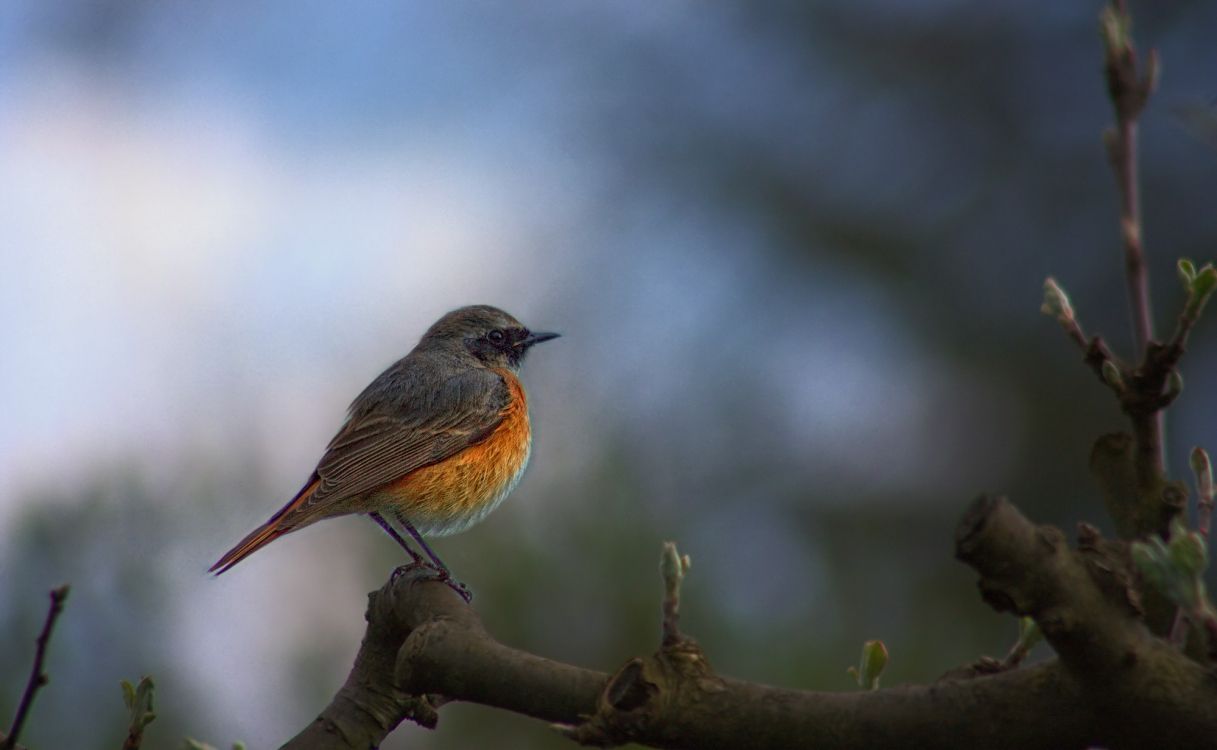 brown and gray bird on tree branch