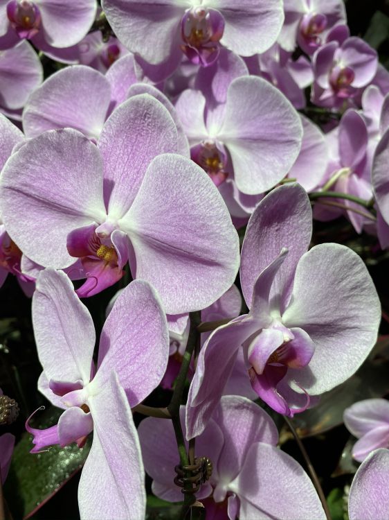 Flore, la Floraison de la Plante, Dendrobium, Désinvolte, Pétale. Wallpaper in 1536x2048 Resolution