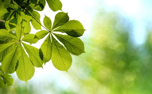 Image green leaf in close up photography