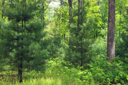 Image green trees and grass during daytime