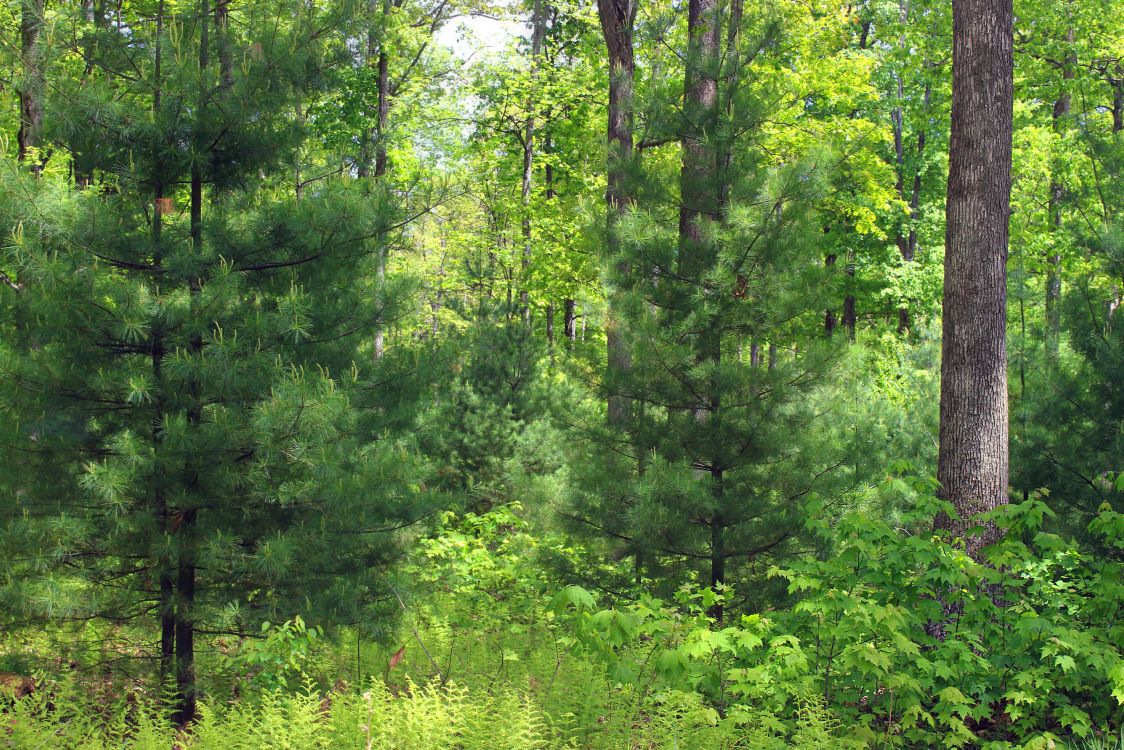 green trees and grass during daytime